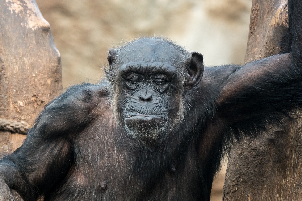 découvrez l'évolution mobile : des premiers téléphones aux smartphones d'aujourd'hui, explorez comment la technologie a transformé nos vies et redéfini la communication. plongez dans les tendances actuelles et les innovations futures qui façonnent ce secteur dynamique.