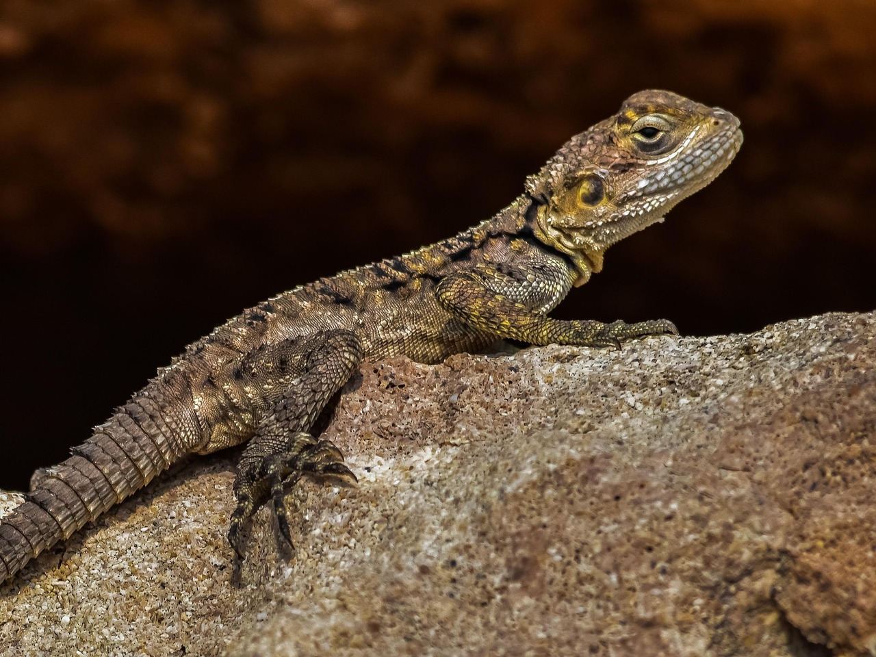 découvrez comment l'adaptation permet de s'ajuster efficacement aux changements, que ce soit dans la nature, la vie quotidienne ou le monde professionnel. explorez les clés pour évoluer et réussir face aux nouveaux défis.