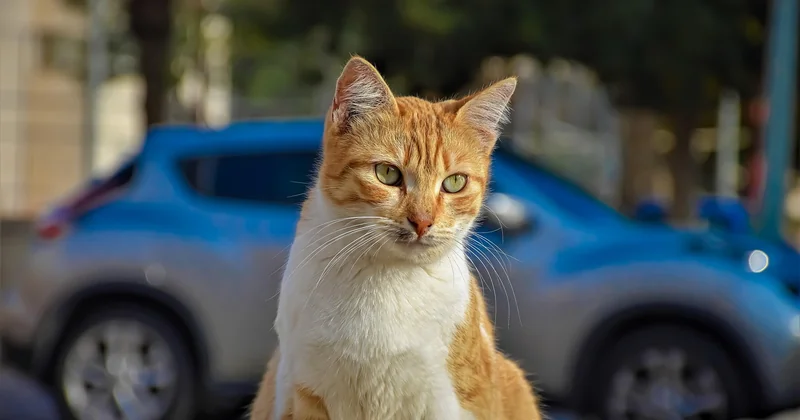 Le caractère d'un chat black smoke