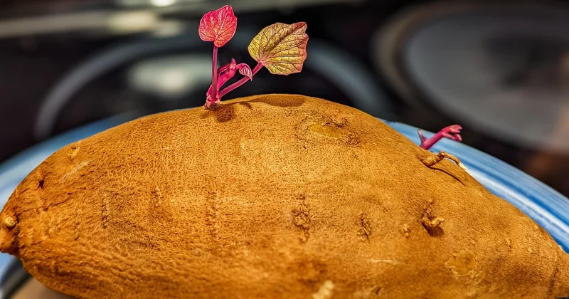 Combien de temps se conserve une patate douce ?