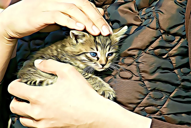 Que faire avant d’adopter un Persan ?