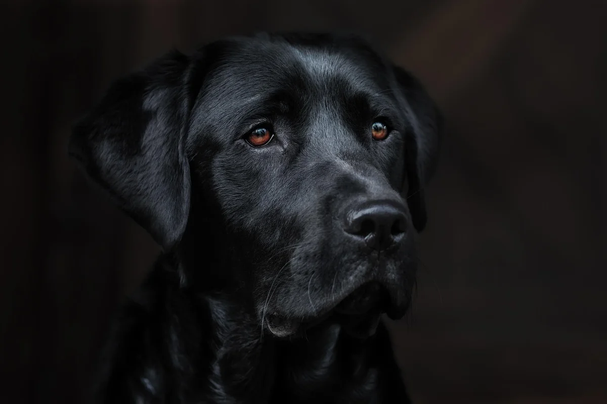 L’éducation spécifique pour un Akita Américain calme