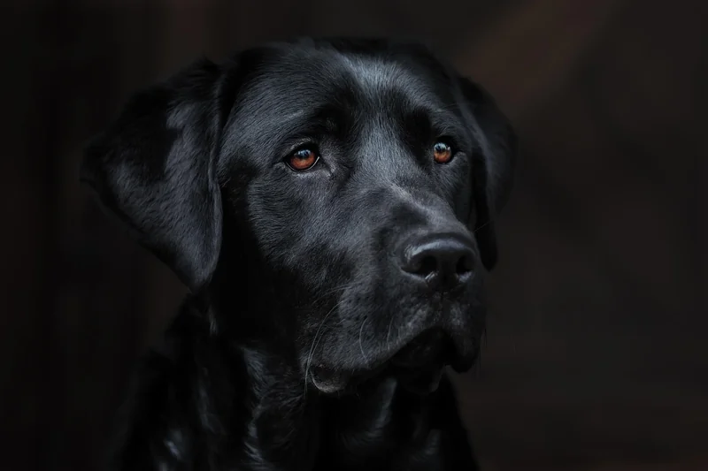 L’éducation spécifique pour un Akita Américain calme