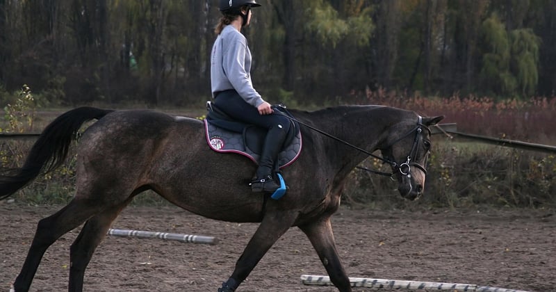 Mon avis sur Clip My Horse TV : la chaîne qui révolutionne l’équitation à la maison