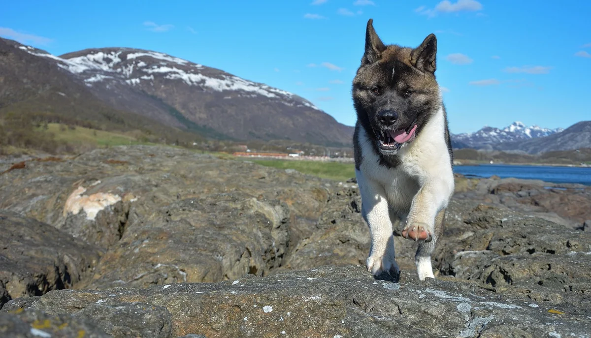 akita américain
