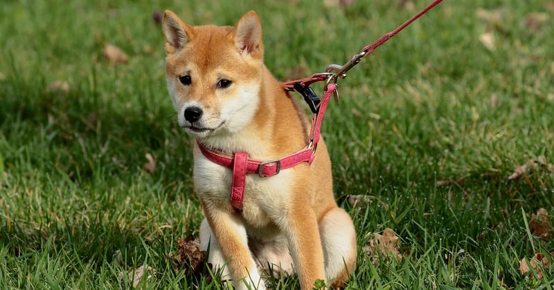 Harnais staffie : le guide ultime pour un confort optimal