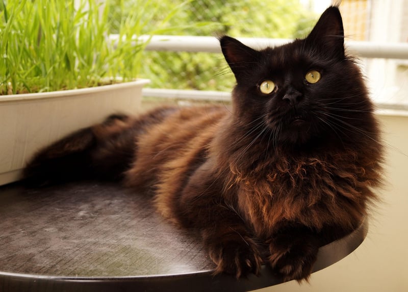 chat