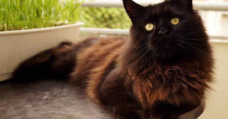 Maine coon black smoke prix : combien coûte ce chat d'exception ?