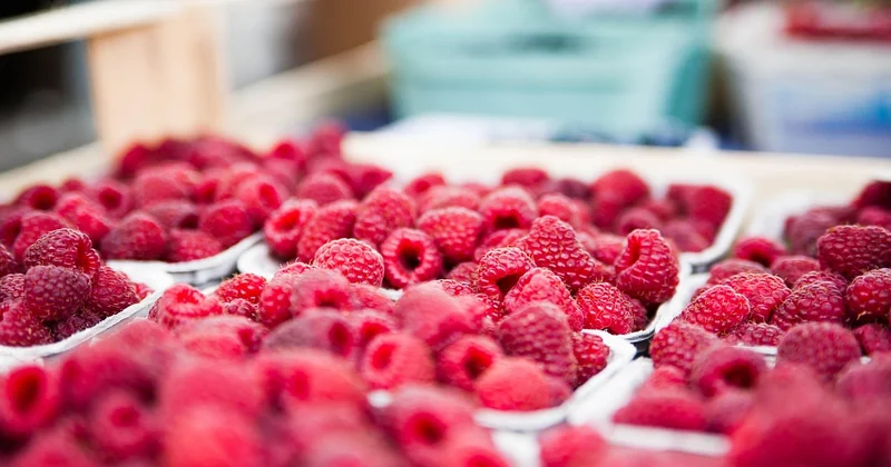 Comment reconnaître une bonne morille au marché