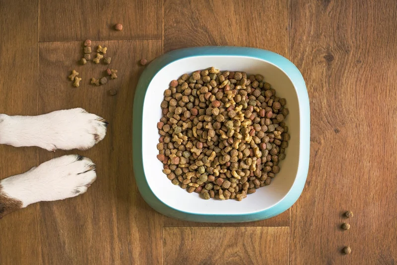 Alimentation et comportement : ce que j’ai appris à mes dépens