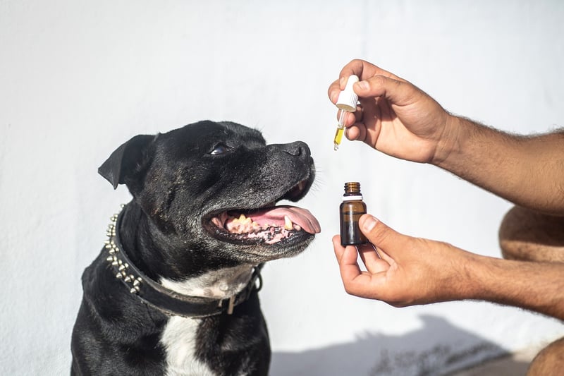 l'huile de cbd chiens