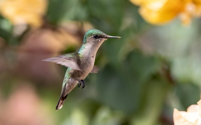 découvrez l'univers des micro-influenceurs, ces créateurs de contenu authentiques qui relèvent le défi de connecter les marques à des audiences ciblées. apprenez comment collaborer avec eux pour maximiser votre impact marketing et bénéficier d'une approche plus personnelle et engageante.